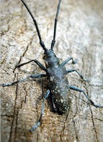 Przystanek nr 10 - OCHRONA LASU PRZED SZKODLIWYMI OWADAMI - szkodnik drzew iglastych - żerdzianka