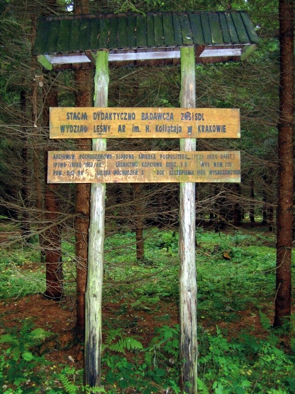 Przystanek nr 6 - DRZEWOSTANY DOŚWIADCZALNE